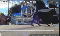 Found/Stray Unknown Dog last seen E q0th and East Ave, Lincoln, CA, Lincoln, CA 95648