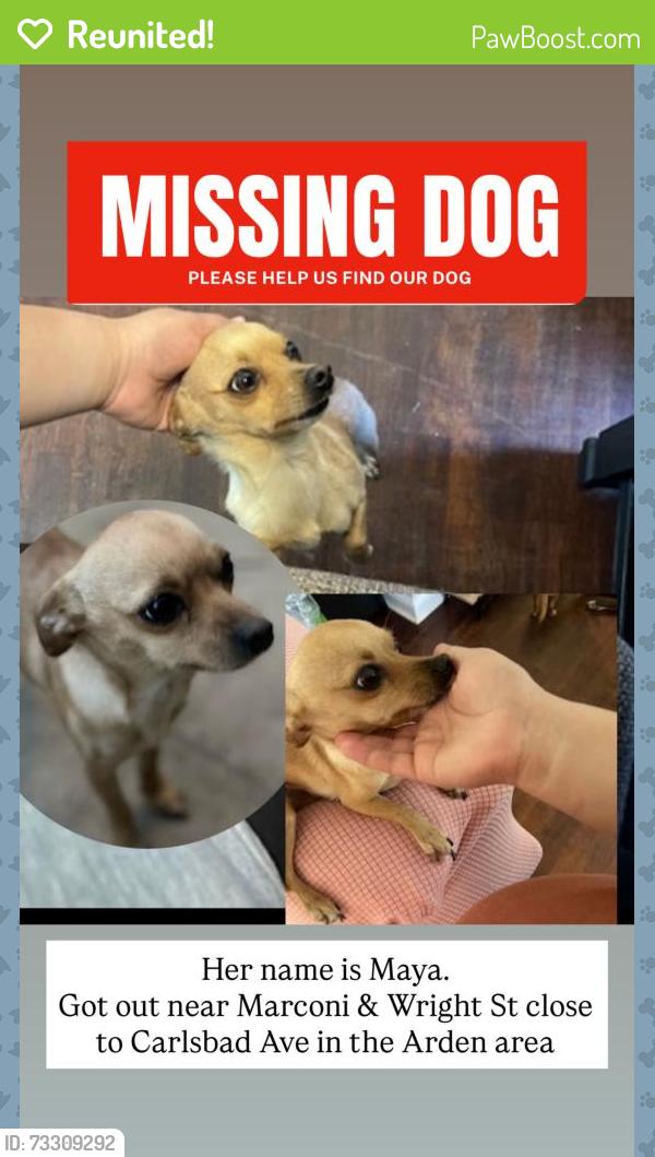 Reunited Female Dog last seen Marconi and wright st, Sacramento, CA 95821