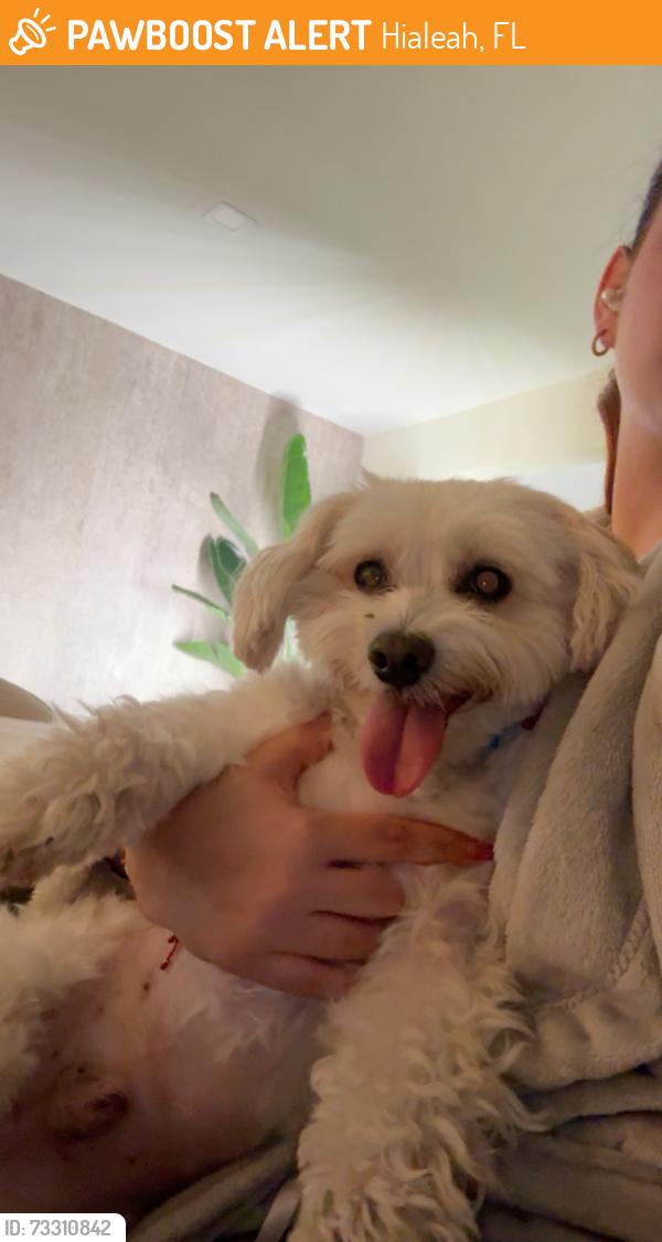 Found/Stray Male Dog last seen Hialeah, Hialeah, FL 33012