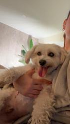 Found/Stray Male Dog last seen Hialeah, Hialeah, FL 33012