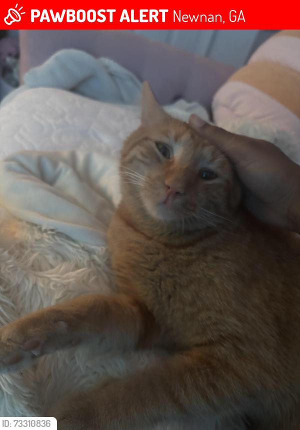 Lost Male Cat last seen Highway 34, Newnan, GA 30263