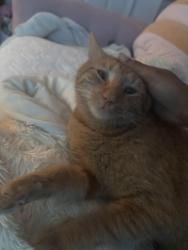 Lost Male Cat last seen Highway 34, Newnan, GA 30263