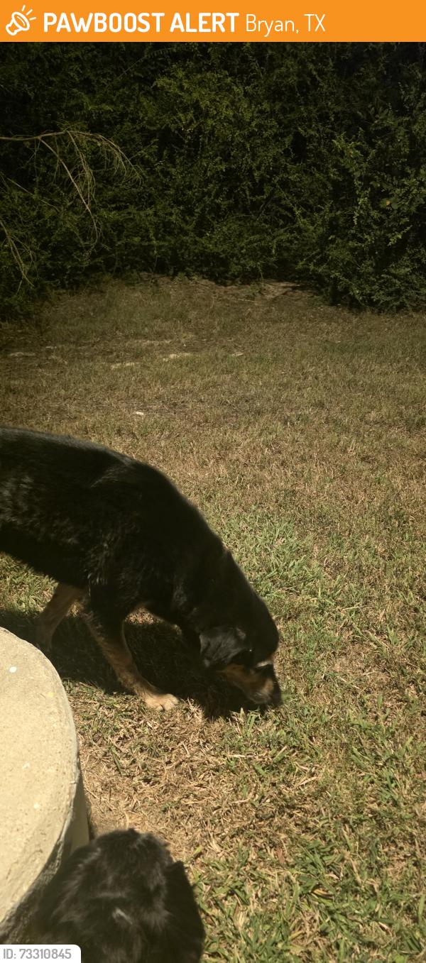 Found/Stray Unknown Dog last seen Edgewater Park, Bryan, TX 77807