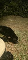 Found/Stray Unknown Dog last seen Edgewater Park, Bryan, TX 77807