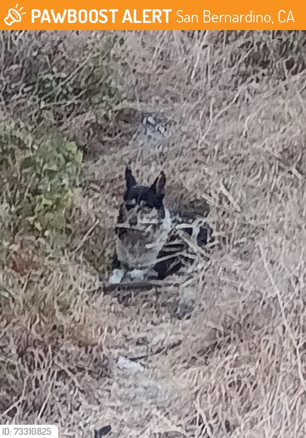 Found/Stray Female Dog last seen old waterman canyon rd, San Bernardino, CA 92404