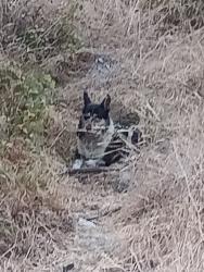 Found/Stray Female Dog last seen old waterman canyon rd, San Bernardino, CA 92404