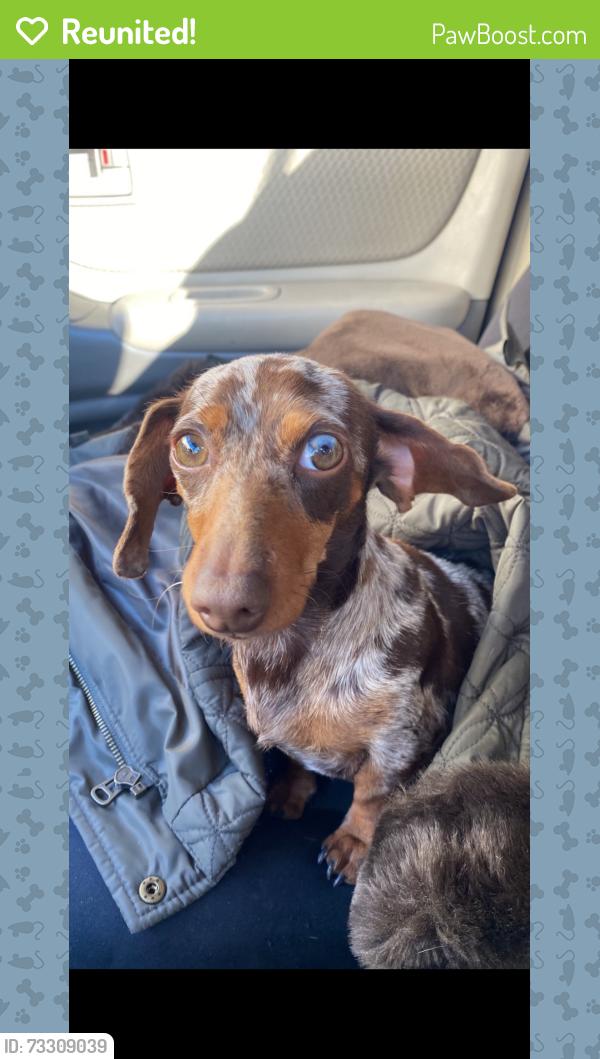 Reunited Female Dog last seen 14th st, Plano, TX 75074
