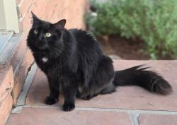 Reunited Male Cat last seen S Monroe and Louisiana, Denver, CO 80210