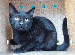Shelter Stray Female Cat last seen , 11258 Garfield Ave, Downey, CA 90242, USA