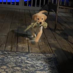 Lost Female Dog last seen Hunters crossing/Clearview Rd, Odenville, AL 35120