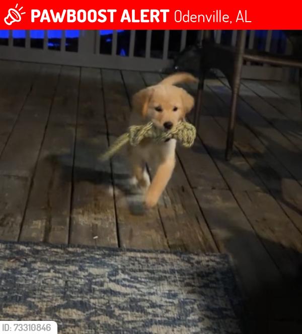 Lost Female Dog last seen Hunters crossing/Clearview Rd, Odenville, AL 35120
