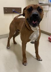 Shelter Stray Male Dog last seen ARDENWOOD ELEMENTARY, 1950 Stevenson Blvd, Fremont, CA 94538, USA