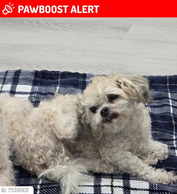 Lost Female Dog last seen range road 275, twp 260, Rocky View County, AB T4A 3C2