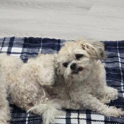 Lost Female Dog last seen range road 275, twp 260, Rocky View County, AB T4A 3C2
