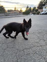 Found/Stray Female Dog last seen McClendon Kent, Kent, WA 98031