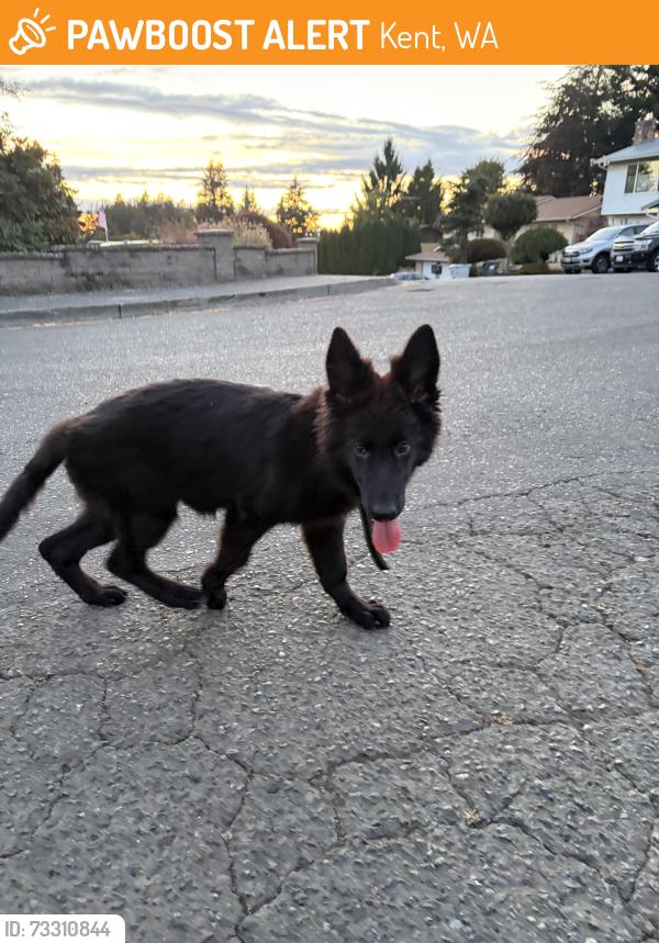 Found/Stray Female Dog last seen McClendon Kent, Kent, WA 98031