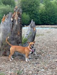 Lost Female Dog last seen Daniels Farm Road, 77 putting green road Trumbull, CT, Trumbull, CT 06611