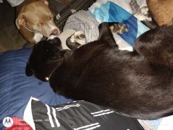 Reunited Female Dog last seen 21st Street and Quindaro, Kansas City, KS 66104