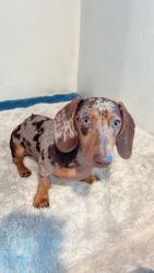 Reunited Male Dog last seen Kester Avenue and Chase Street, Los Angeles, CA 91402