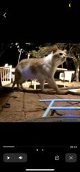 Found/Stray Unknown Cat last seen Country club, Green Bay, WI 54313
