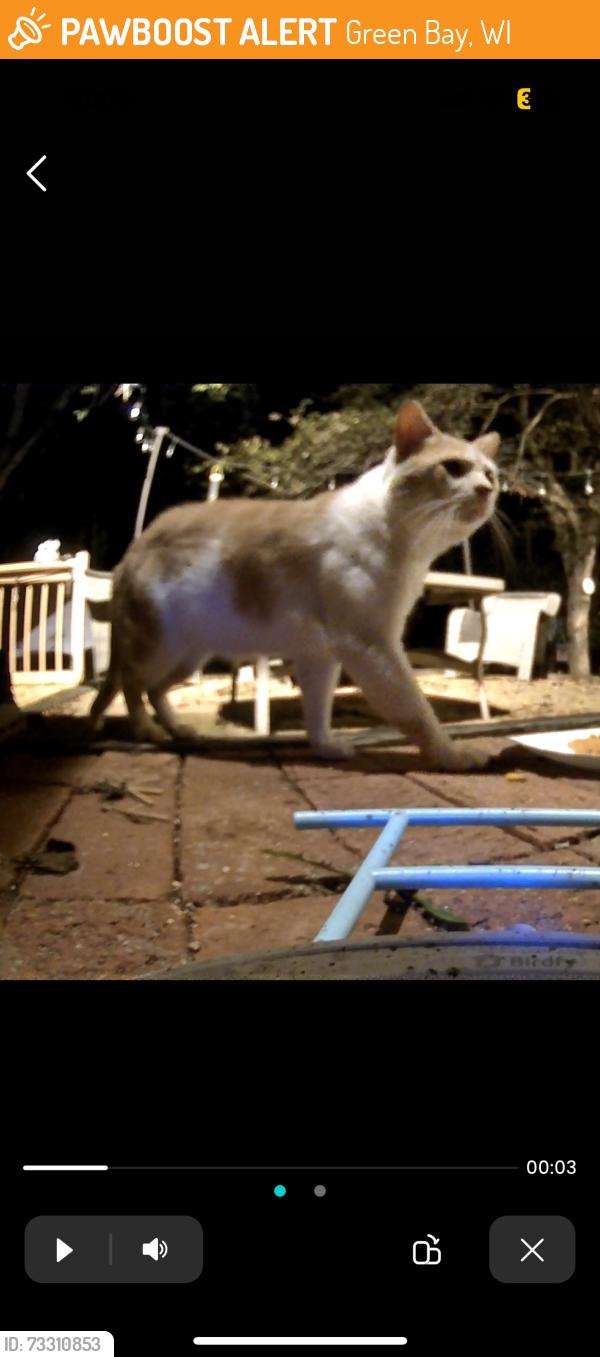 Found/Stray Unknown Cat last seen Country club, Green Bay, WI 54313