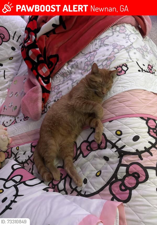 Lost Male Cat last seen Franklin high way Newnan ga, Newnan, GA 30263