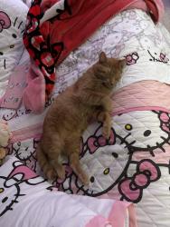 Lost Male Cat last seen Franklin high way Newnan ga, Newnan, GA 30263