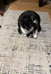 Lost Female Cat last seen Underhill ave and Washington ave, Brooklyn, NY 11238