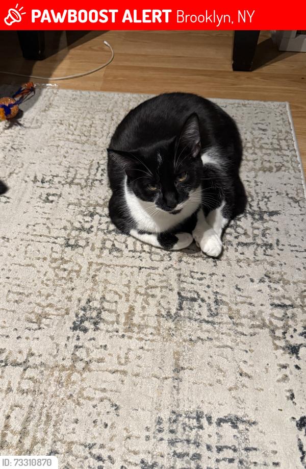 Lost Female Cat last seen Underhill ave and Washington ave, Brooklyn, NY 11238