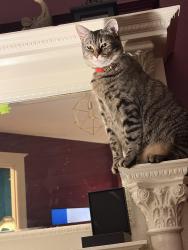 Reunited Male Cat last seen Monroe and 14th NW, Columbia Heights, Washington, DC 20010