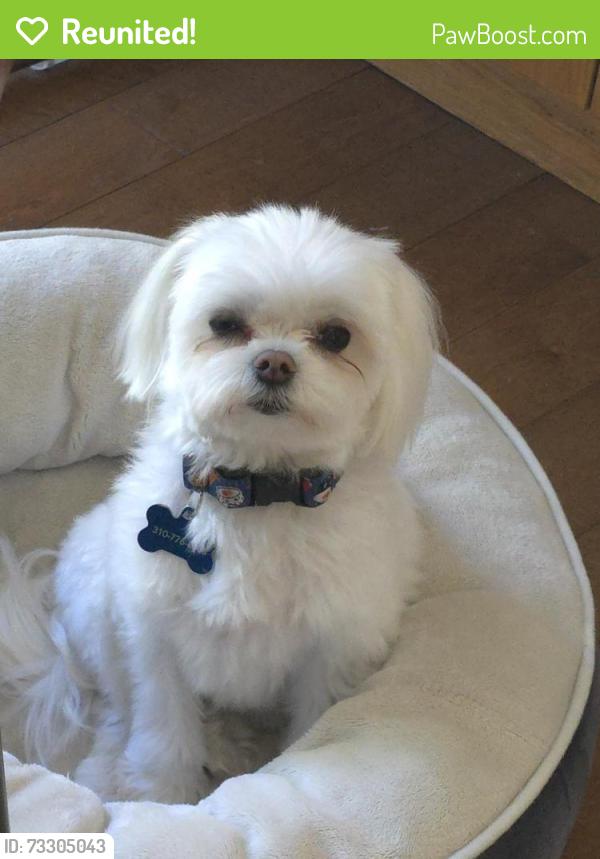 Reunited Male Dog last seen Rolling Hills, Rolling Hills Estates, CA 90274