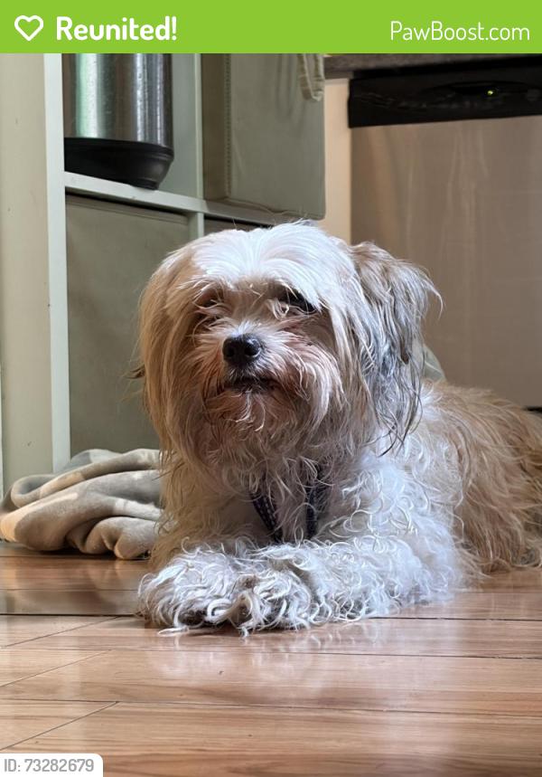 Reunited Unknown Dog last seen Papienau / rachel, Montréal, QC 