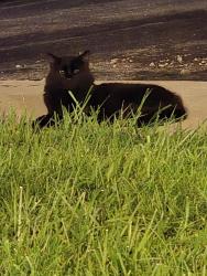 Found/Stray Unknown Cat last seen Ninth Avenue apmts, Indianapolis, IN 46237