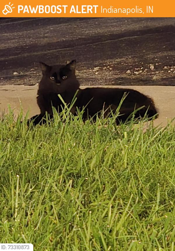 Found/Stray Unknown Cat last seen Ninth Avenue apmts, Indianapolis, IN 46237