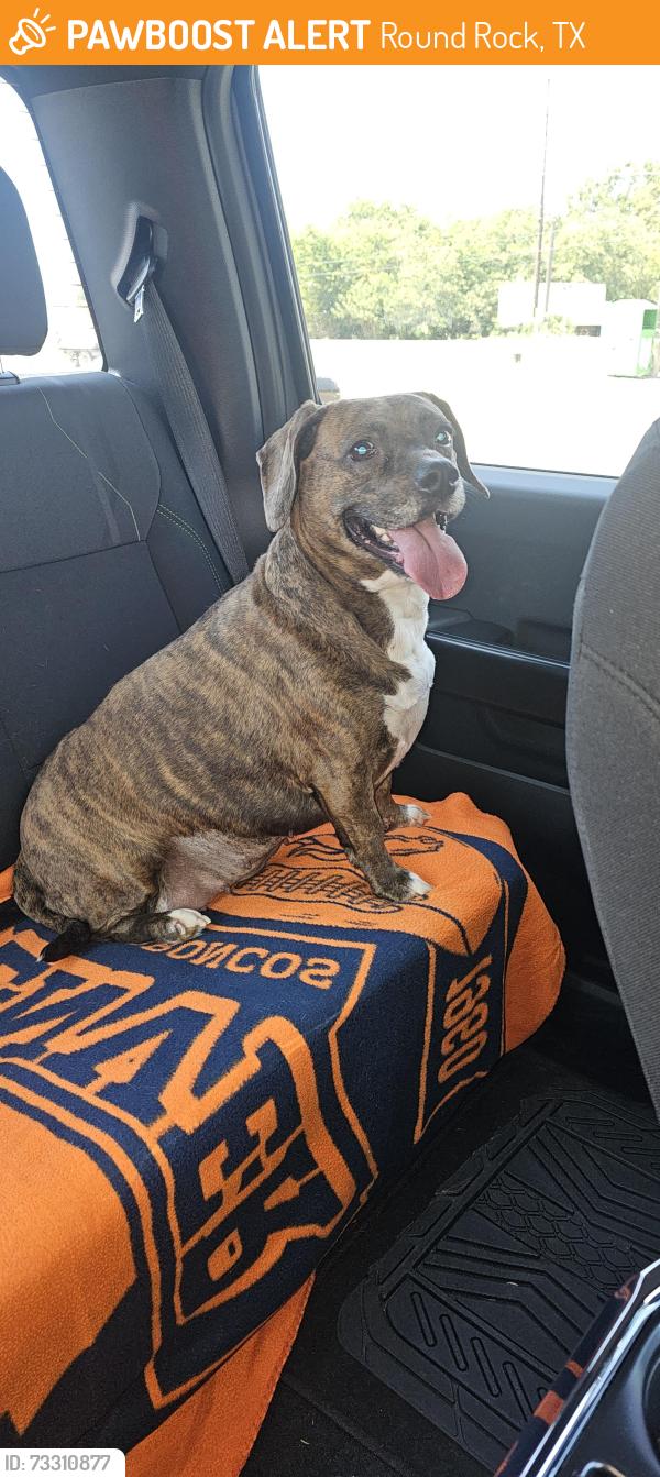 Found/Stray Female Dog last seen Round rock, tx, Round Rock, TX 78664