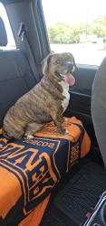 Found/Stray Female Dog last seen Round rock, tx, Round Rock, TX 78664