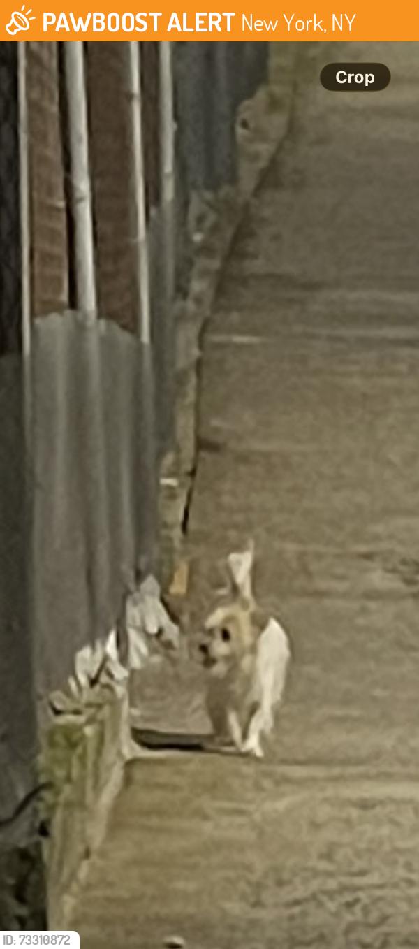 Found/Stray Unknown Dog last seen Alleyway on 177th before the scaffolding covering the A station entrance., New York, NY 10033