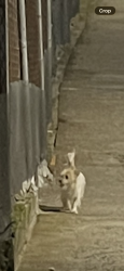 Found/Stray Unknown Dog last seen Alleyway on 177th before the scaffolding covering the A station entrance., New York, NY 10033