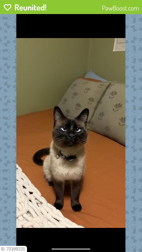 Reunited Male Cat last seen Tedmon Dr & Cherry St, Fort Collins, CO 80521