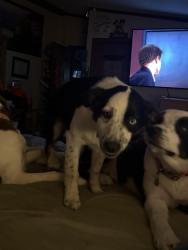 Reunited Female Dog last seen Morrisville pike, Columbia, TN 38401