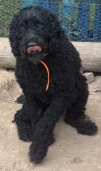 Found/Stray Male Dog last seen Walmart, Madisonville, TN 37354