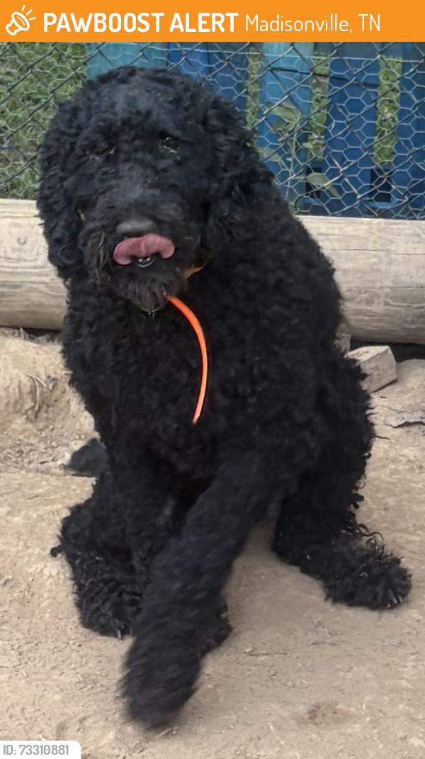 Found/Stray Male Dog last seen Walmart, Madisonville, TN 37354