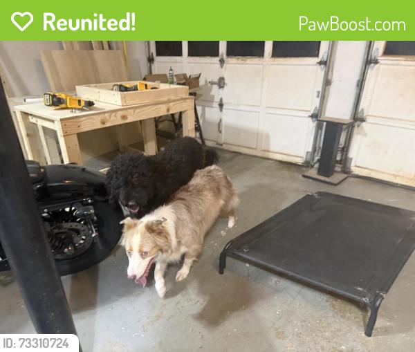 Reunited Unknown Dog last seen MacLand road, Marietta, GA 30064