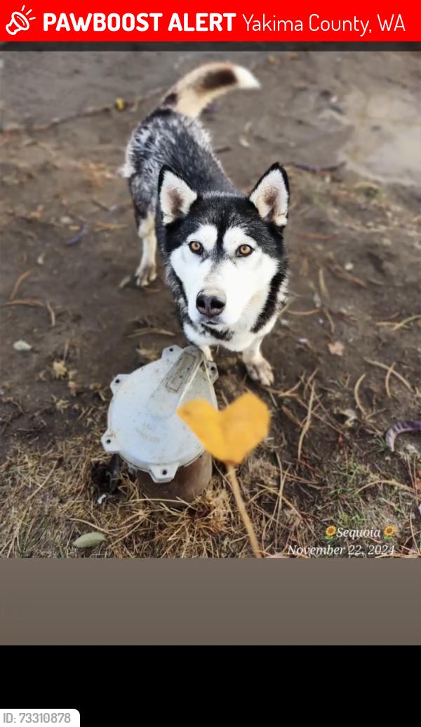 Lost Female Dog last seen Wapato, Wa, Yakima County, WA 98933