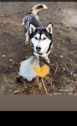 Lost Female Dog last seen Wapato, Wa, Yakima County, WA 98933