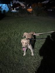Reunited Female Dog last seen Sisk elementary, Salida, CA 95368