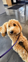 Reunited Male Dog last seen Near Ocoee Winery running towards Apple Valley Store, Cleveland, TN 37311