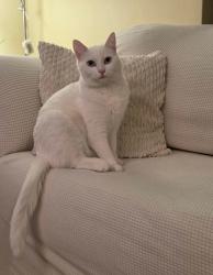 Reunited Female Cat last seen Boischatel/Oakwood Street, Montreal, QC H9H 1Y7