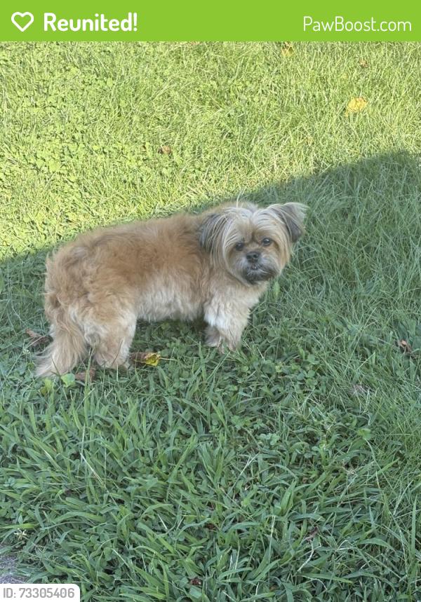 Reunited Female Dog last seen Westfields Blvd. and Braddock Ridge Dr., Centreville, VA 20120