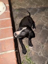 Lost Female Dog last seen Johnson, New Orleans, LA 70116